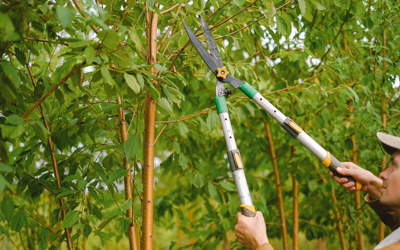 Tree trimming in Nelliston, NY